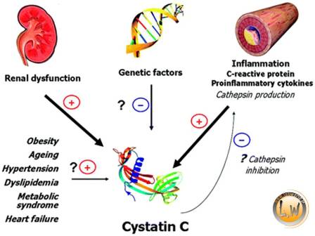سیستاتین C چیست